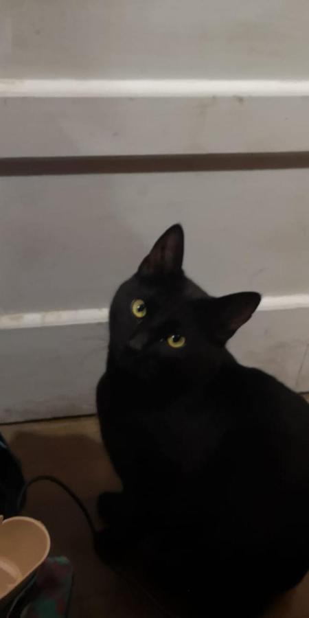 Casa de hóspedes Gatos Tiernos